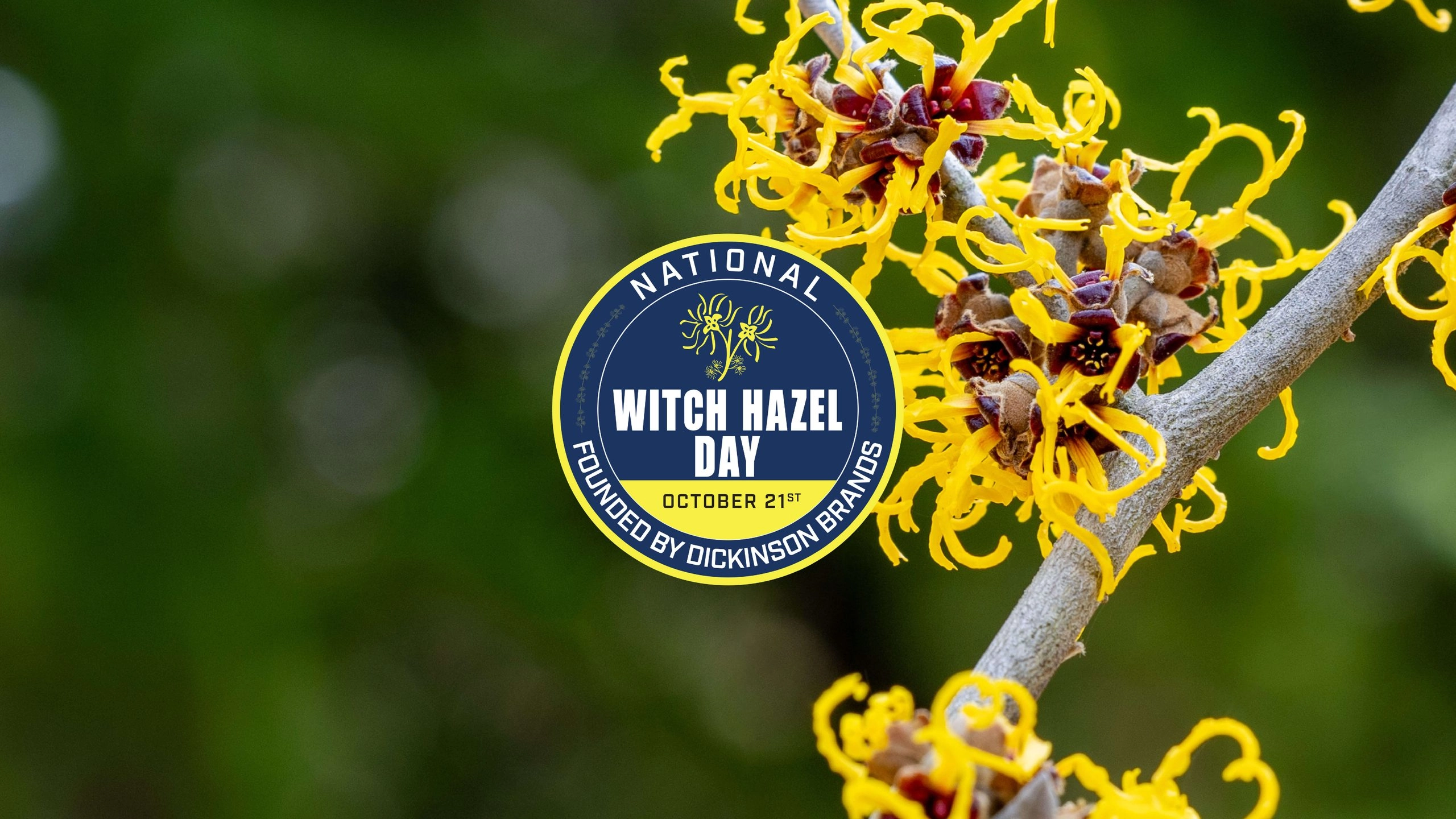 National Witch Hazel Day October 21st Founded by Dickinson Brands