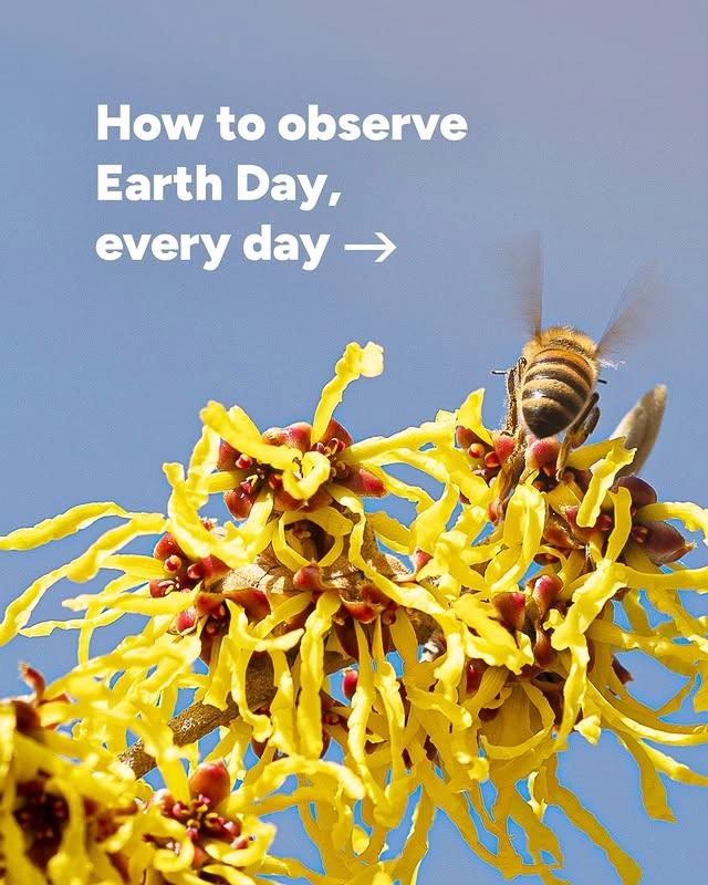 Photo by Dickinson's Witch Hazel on April 22, 2025. May be an image of bee and text that says 'How to observe Earth Day, every day →'.